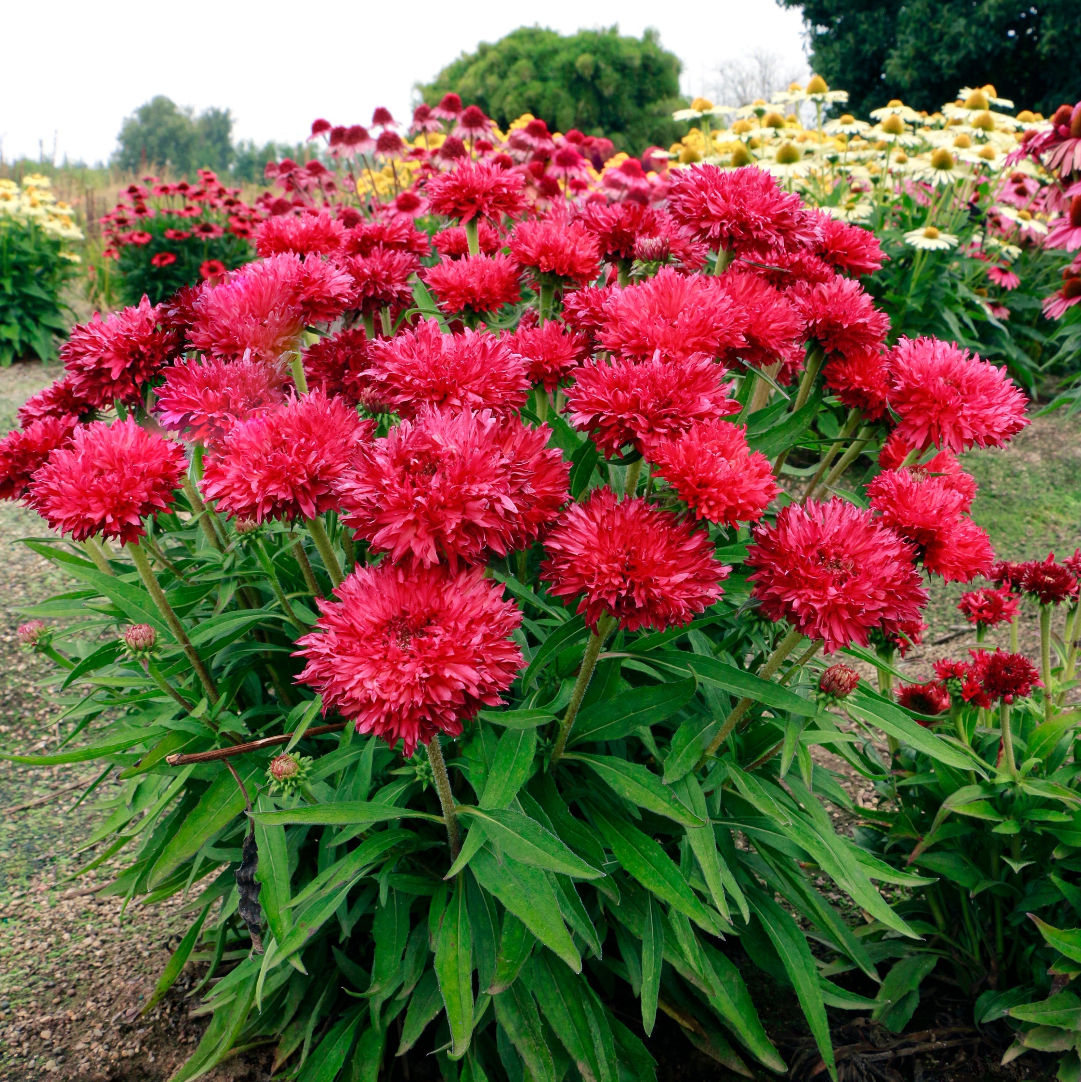 Echinacea 'Fringe Festival'