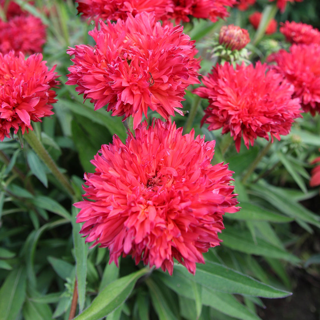 Echinacea 'Fringe Festival'