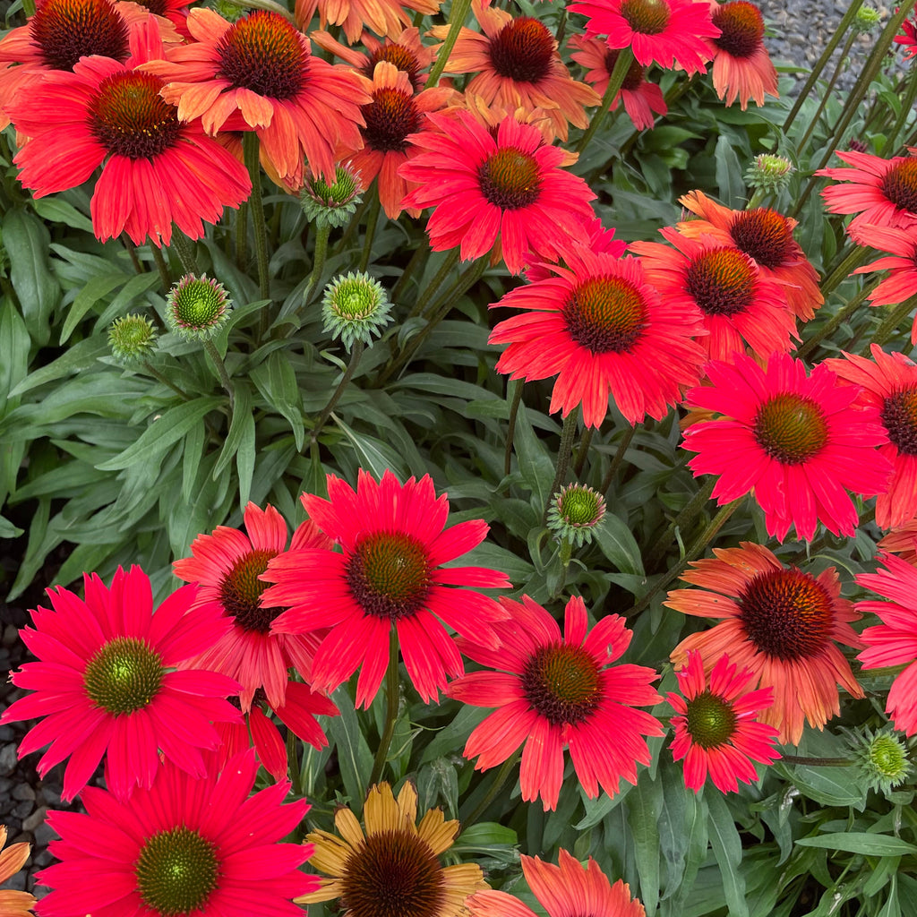 Echinacea 'Kismet Red'