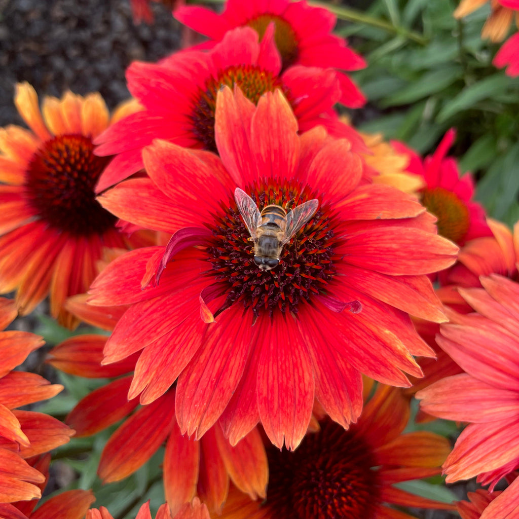 Echinacea 'Kismet Red'
