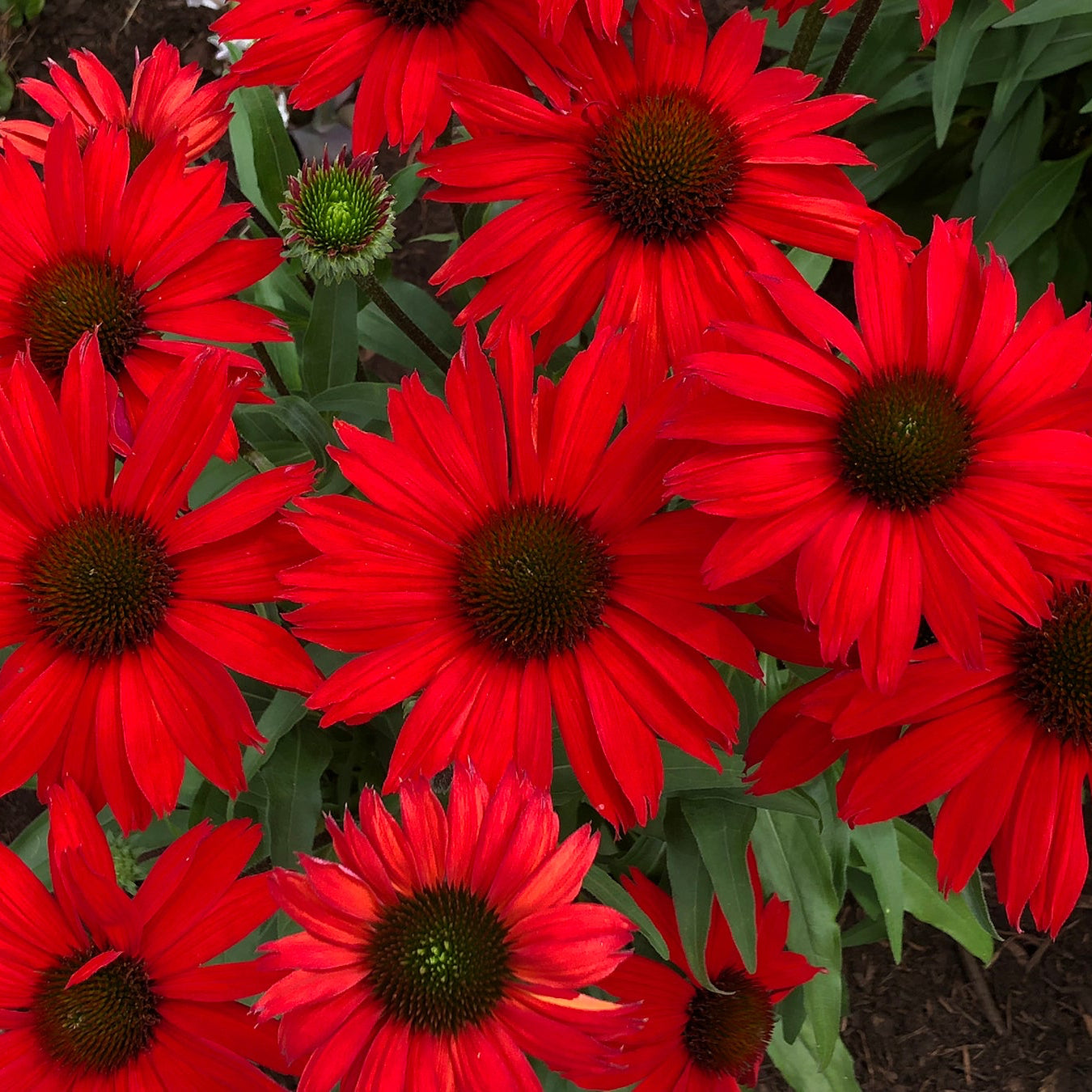Echinacea 'Kismet Red'