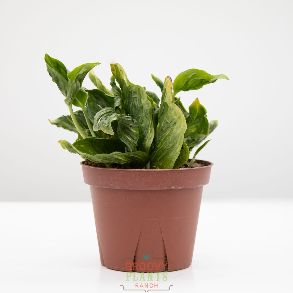 Godzilla Pothos | Epipremnum aureum 'Shangri La'