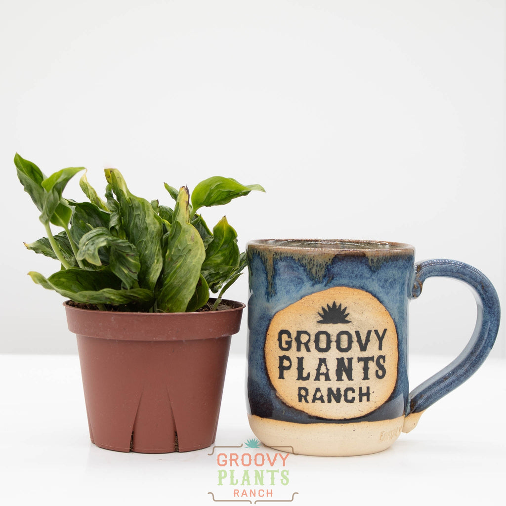 Godzilla Pothos | Epipremnum aureum 'Shangri La'