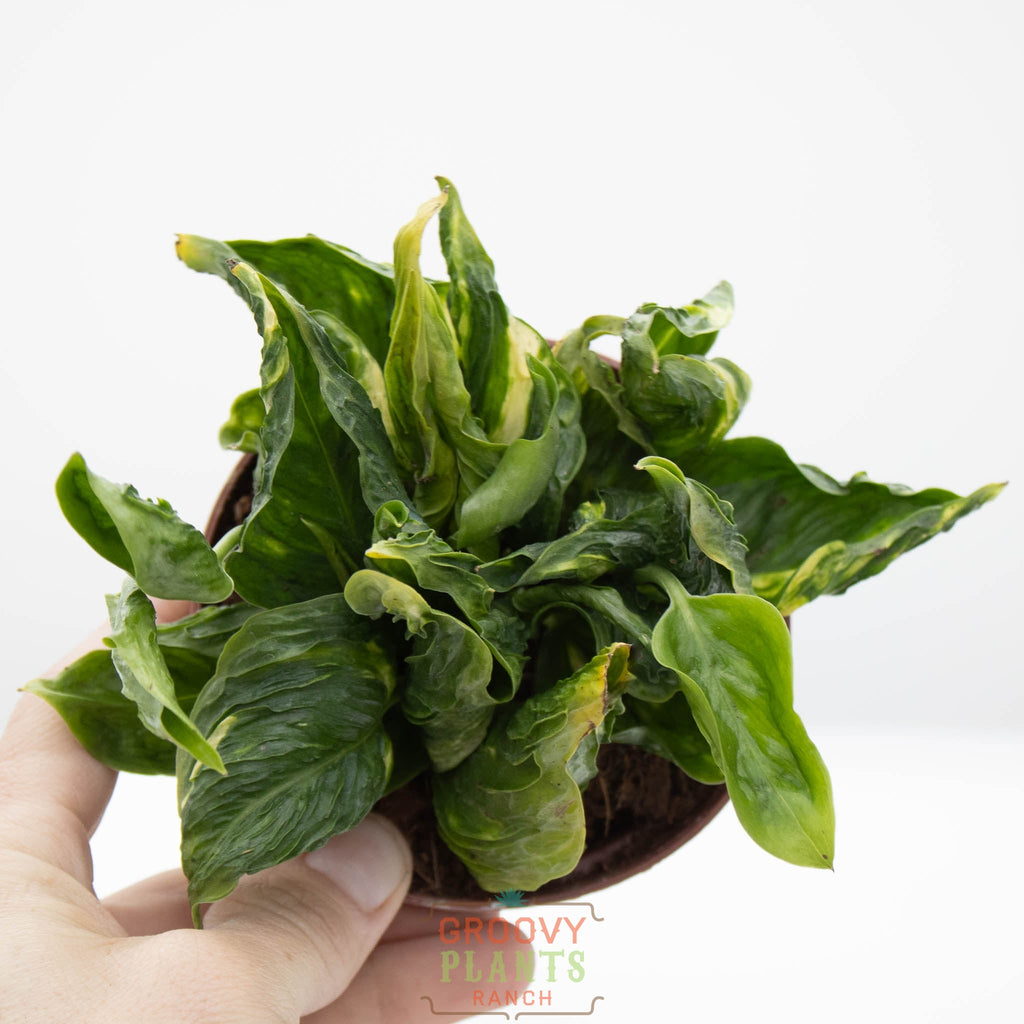 Godzilla Pothos | Epipremnum aureum 'Shangri La'