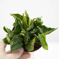 Godzilla Pothos | Epipremnum aureum 'Shangri La'