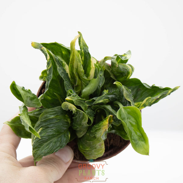 pothos foglie molli Godzilla Pothos
