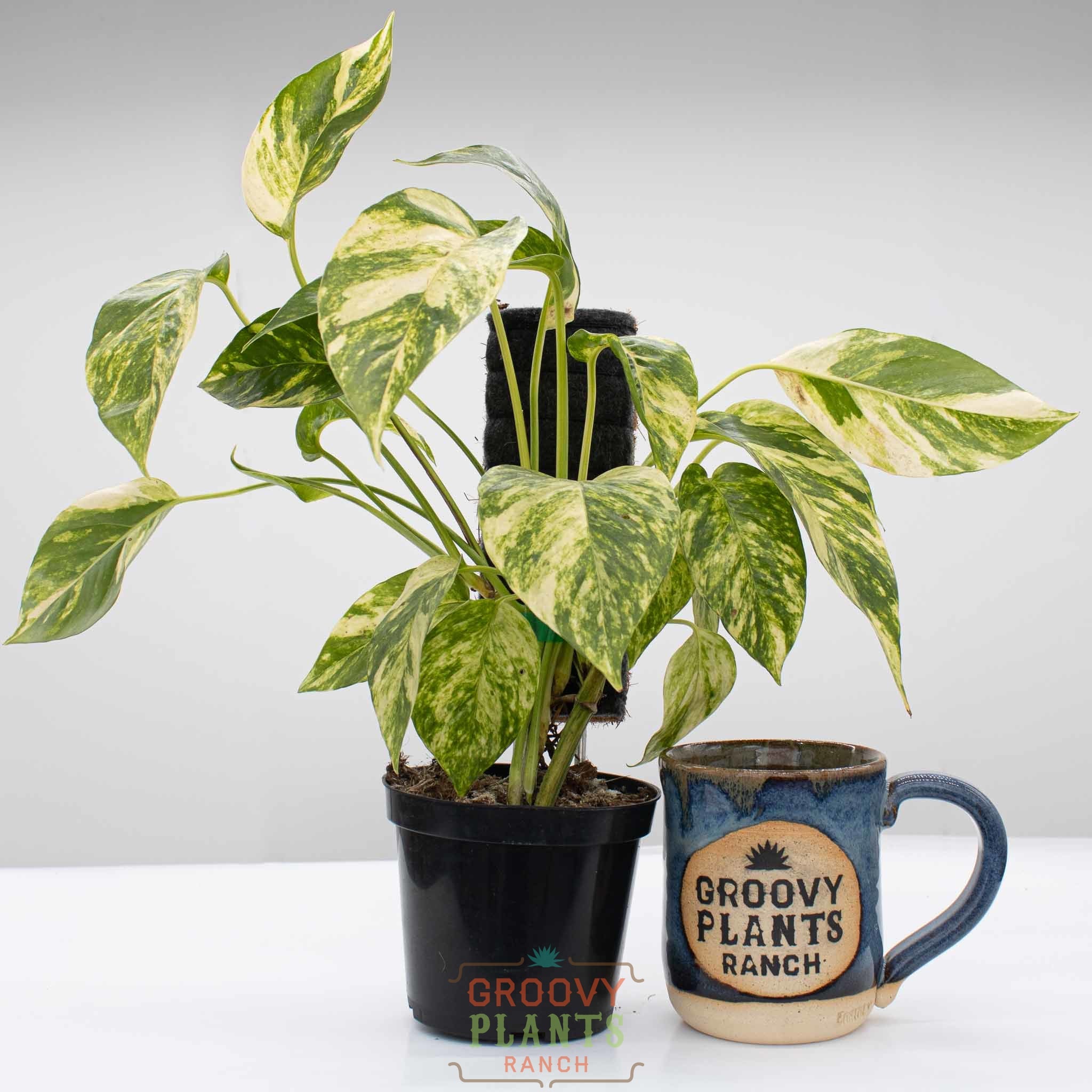 Epipremnum Pinnatum 'Yellow Flame'