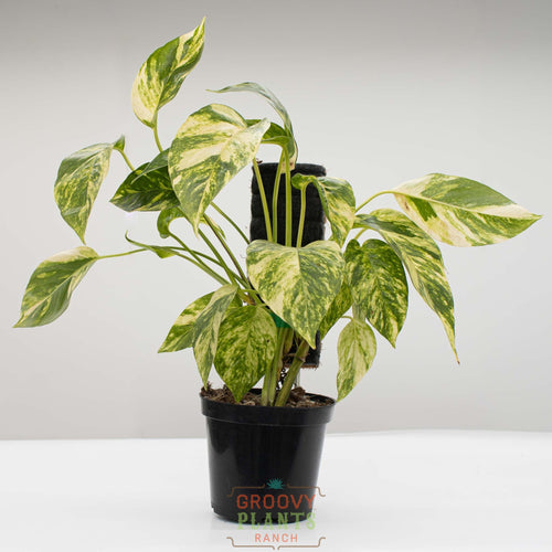 epipremnum pinnatum golden pothos Epipremnum Pinnatum 'Yellow Flame' – The Groovy Plants Ranch LLC