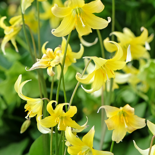 Trout Lily, Erythronium Pagoda ~ 12 Blubs for Pickup in Fall