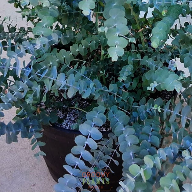 Eucalyptus 'Silver Dollar' ~ Trio of 3 Hefty Plants for Preorder