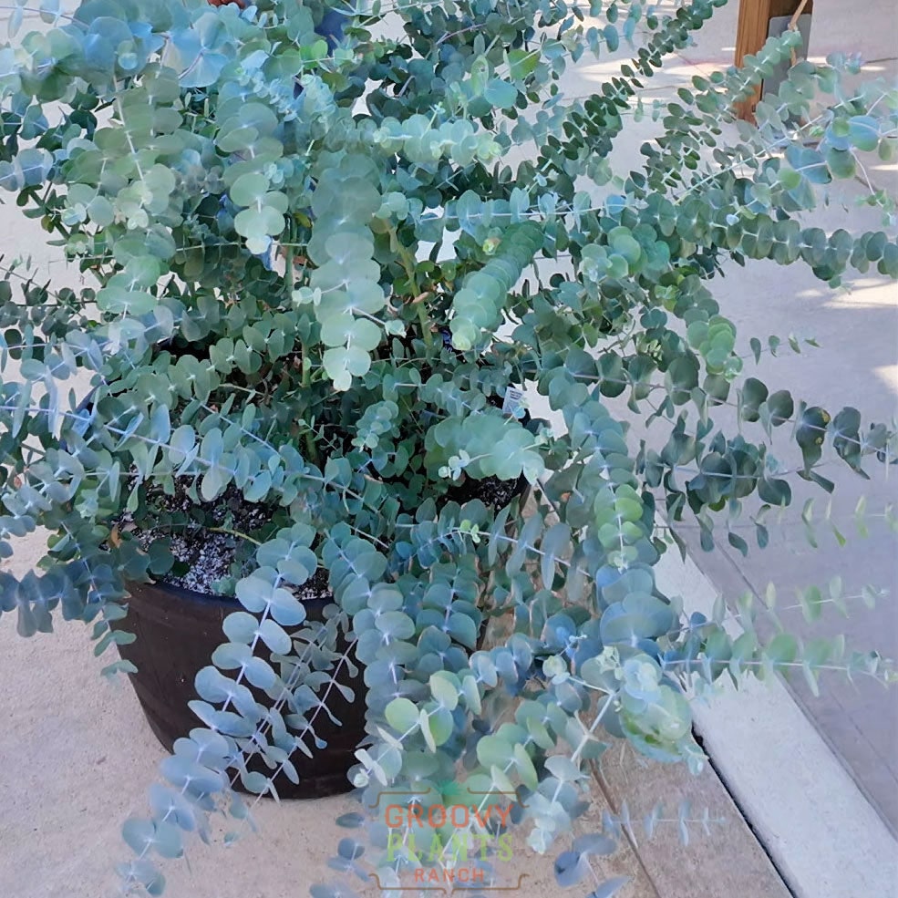 Eucalyptus 'Silver Dollar' ~ Trio of 3 Hefty Plants for Preorder
