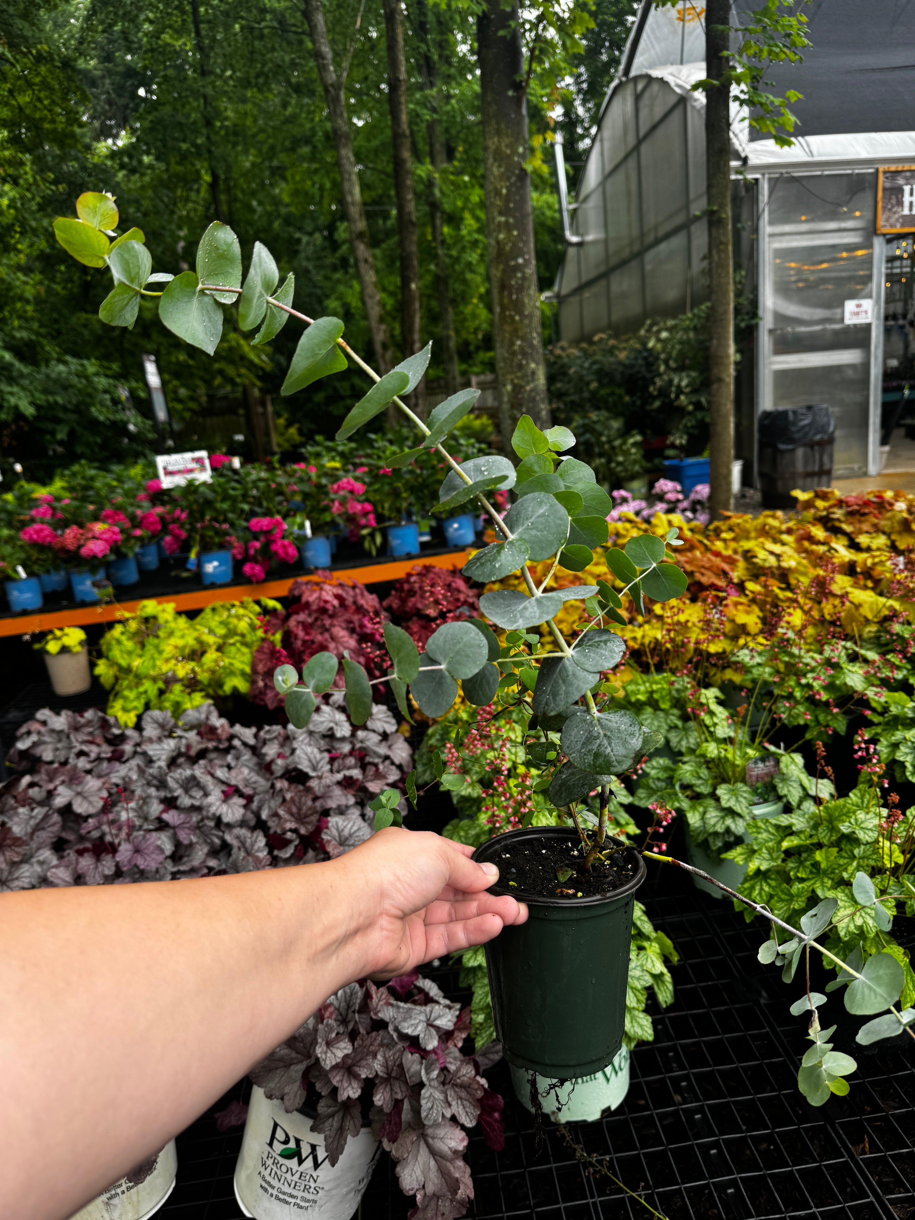 Eucalyptus 'Silver Dollar' - 3 Plants