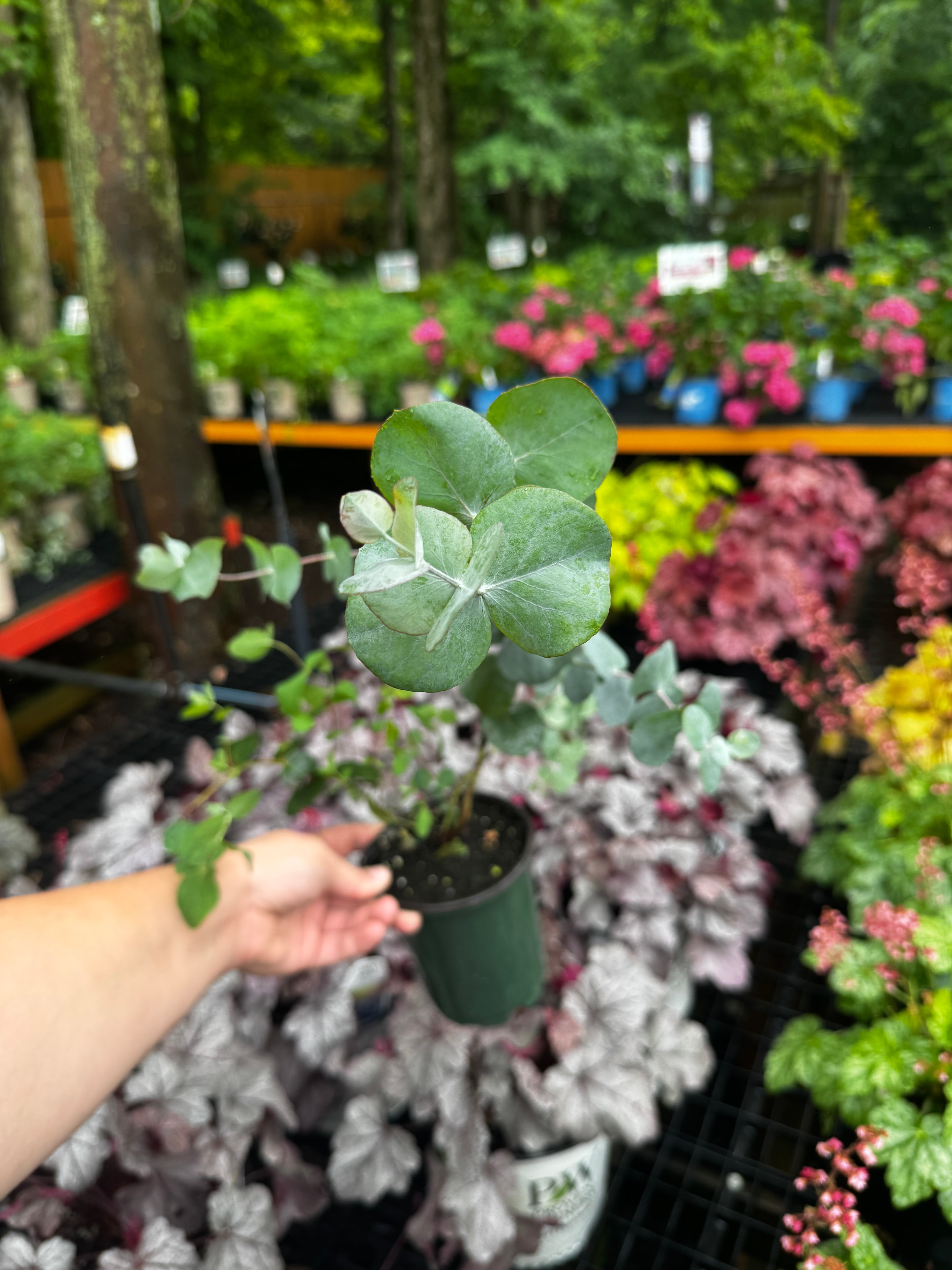 Eucalyptus 'Silver Dollar' - 3 Plants