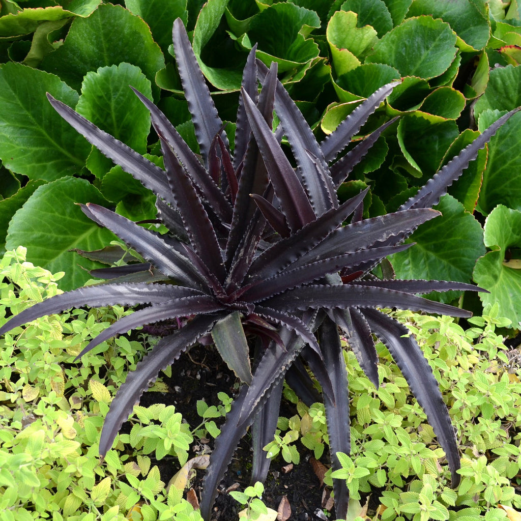 Pineapple Lily 'Dark Star'