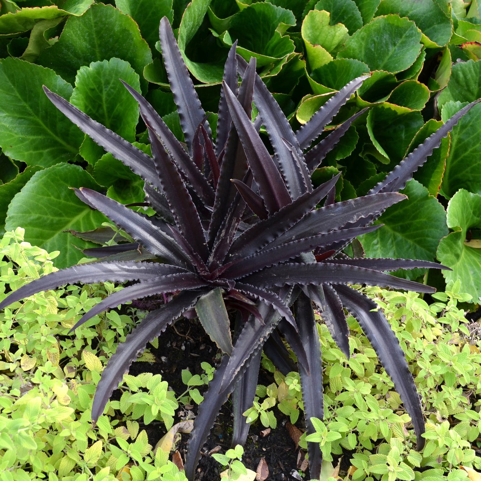 Pineapple Lily 'Dark Star'