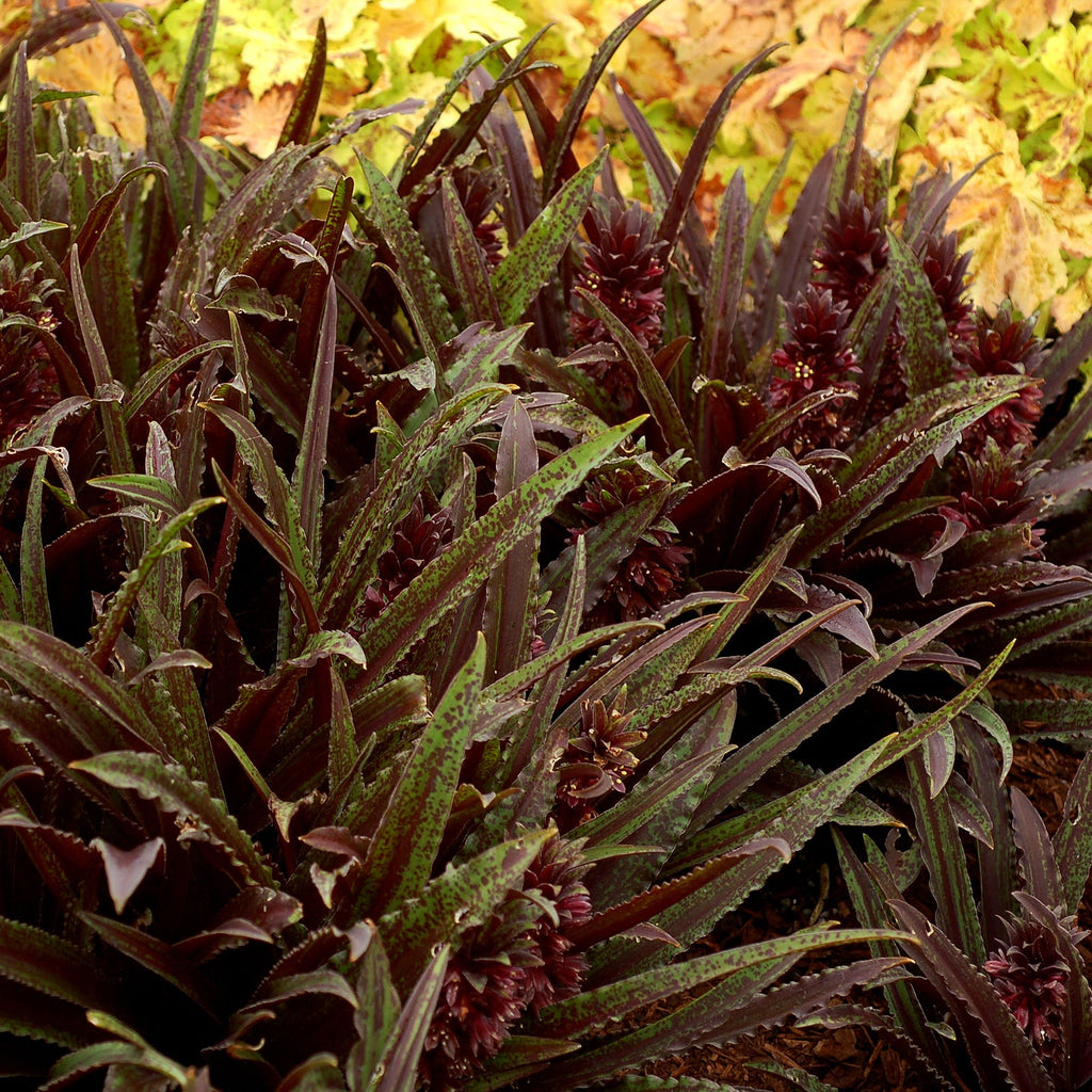 Pineapple Lily 'Dark Star'