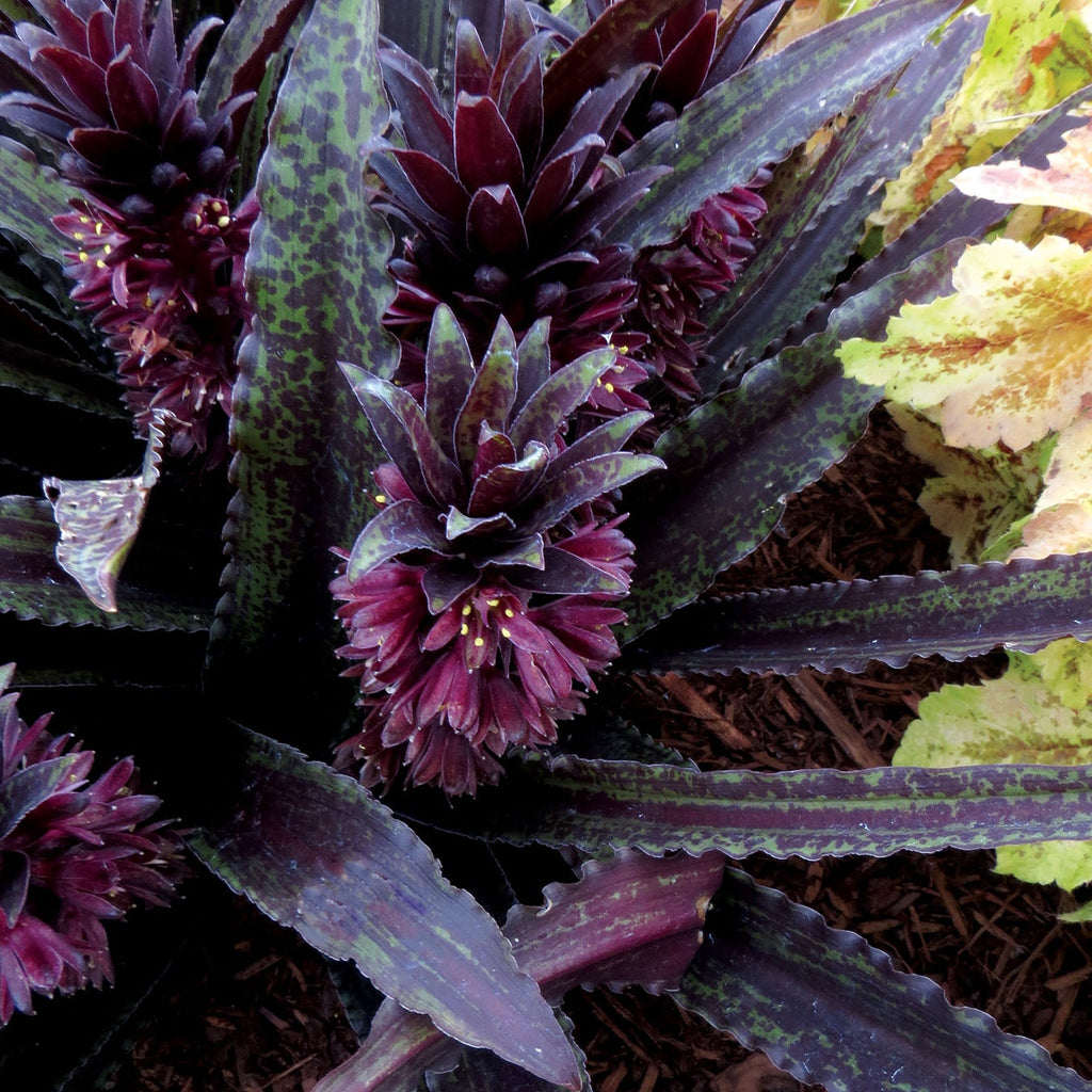Pineapple Lily 'Dark Star'