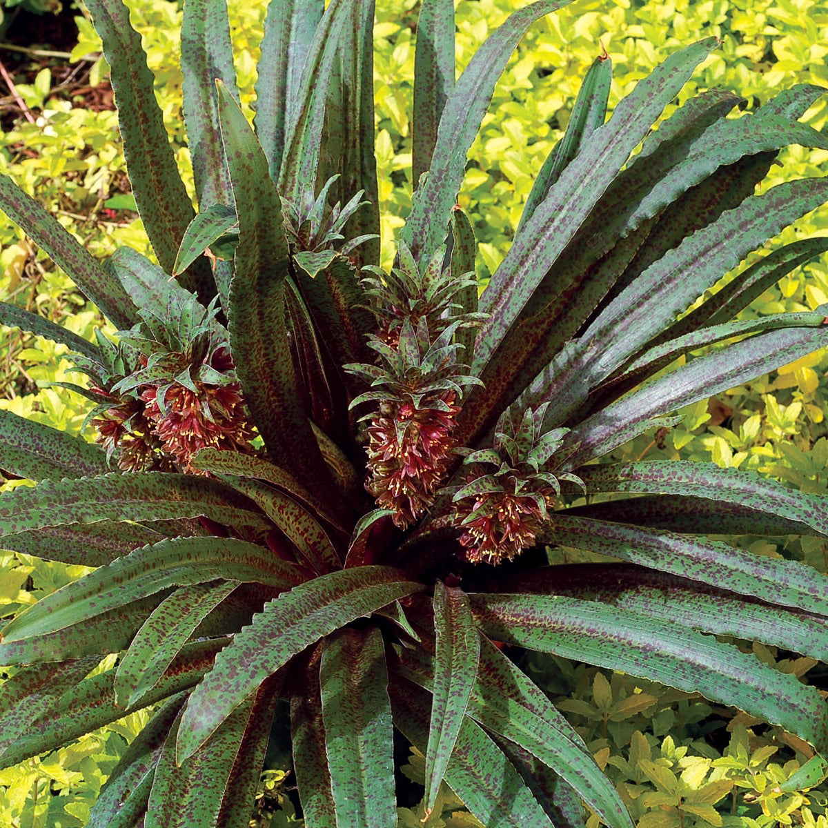 Pineapple Lily 'Freckles'