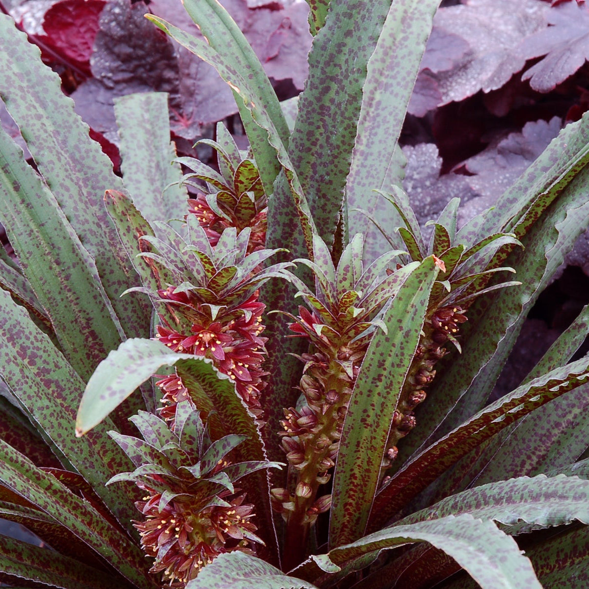 Pineapple Lily 'Freckles'