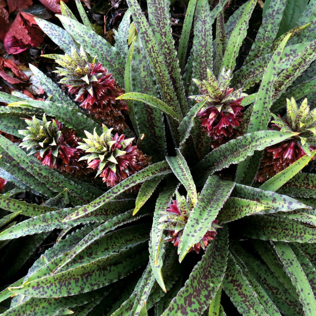 Pineapple Lily 'Freckles'