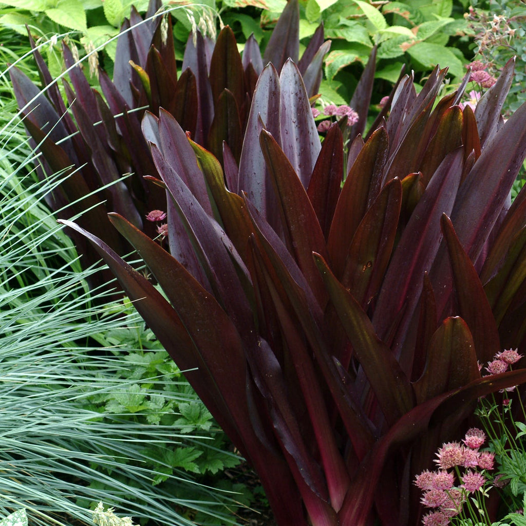 Pineapple Lily 'Oakhurst'
