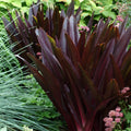 Pineapple Lily 'Oakhurst'