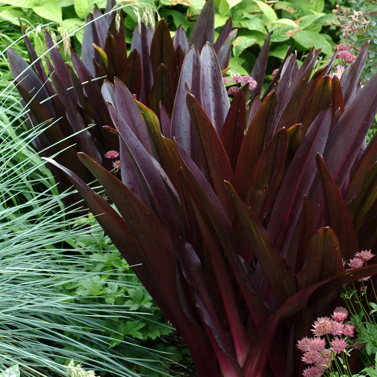 Pineapple Lily 'Oakhurst'