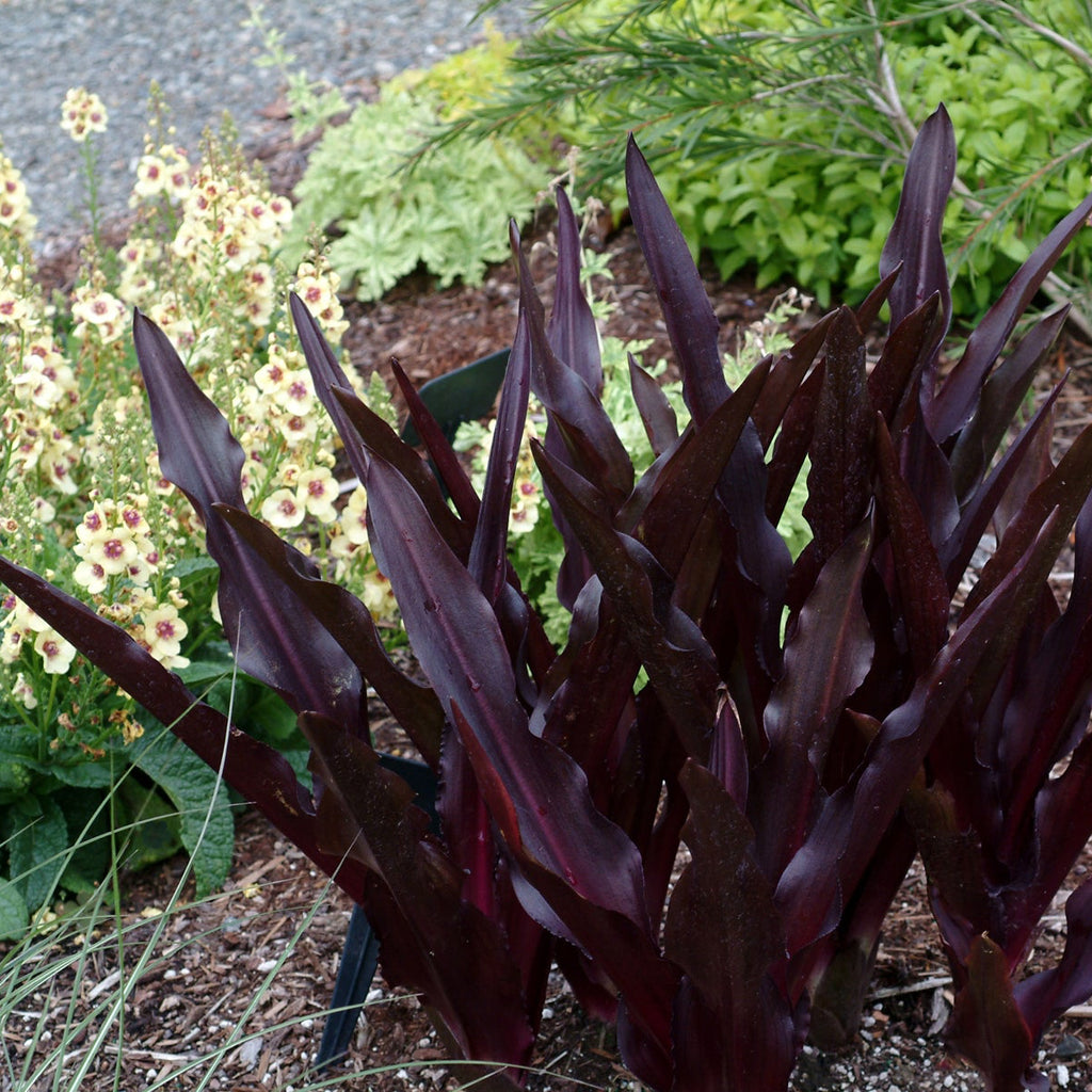 Pineapple Lily 'Oakhurst'