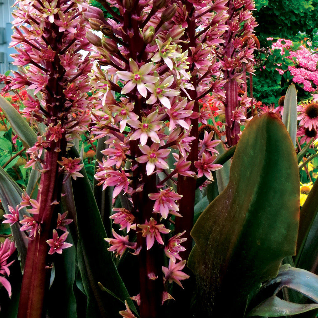 Pineapple Lily 'Oakhurst'