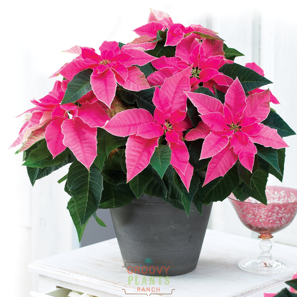 Princettia 'Pretty in Pink' - PREORDER