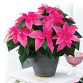 Princettia 'Pretty in Pink' - PREORDER
