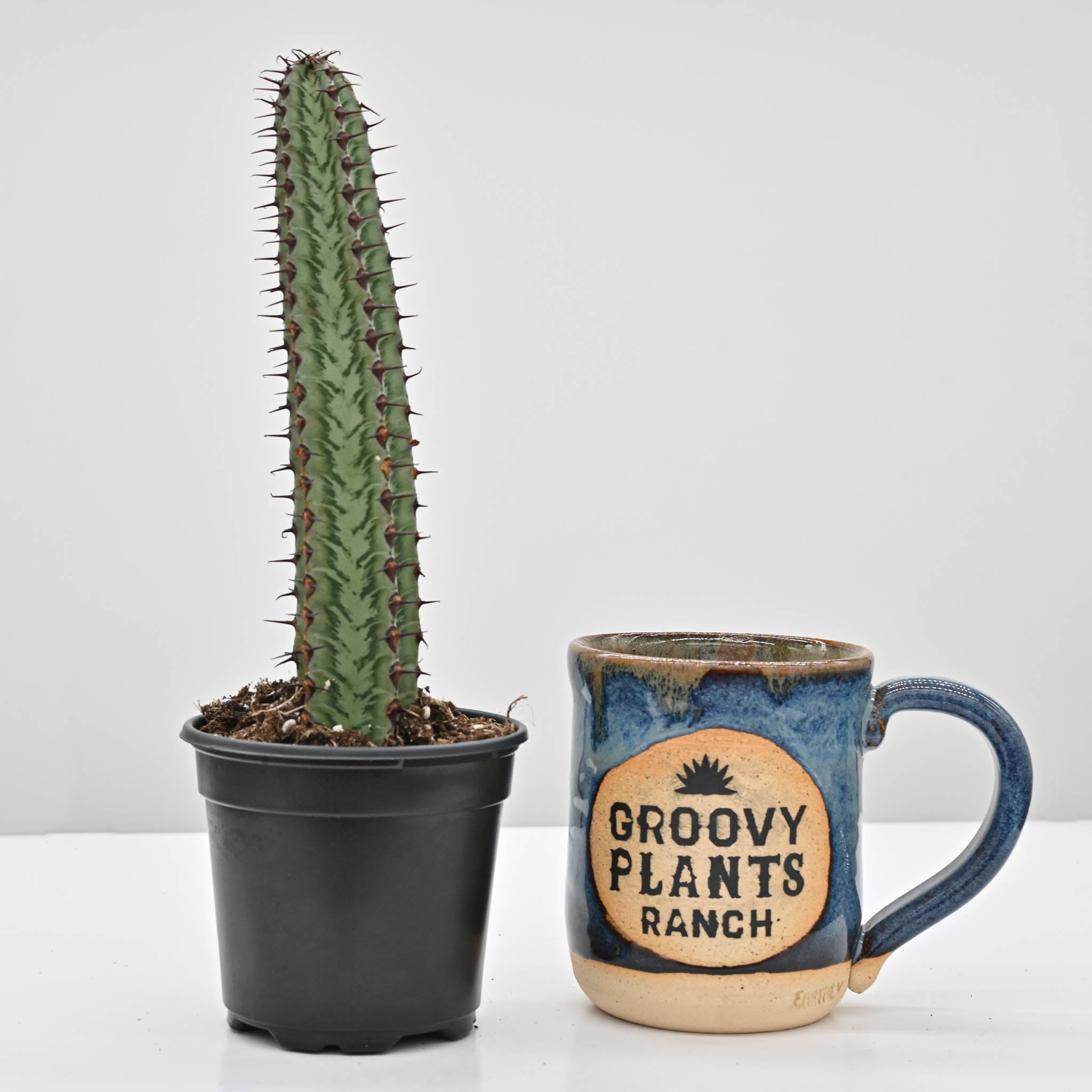 Euphorbia confinalis ssp. rhodesia variegata 'Zebra' – The Groovy