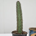 Euphorbia confinalis ssp. rhodesia variegata 'Zebra'