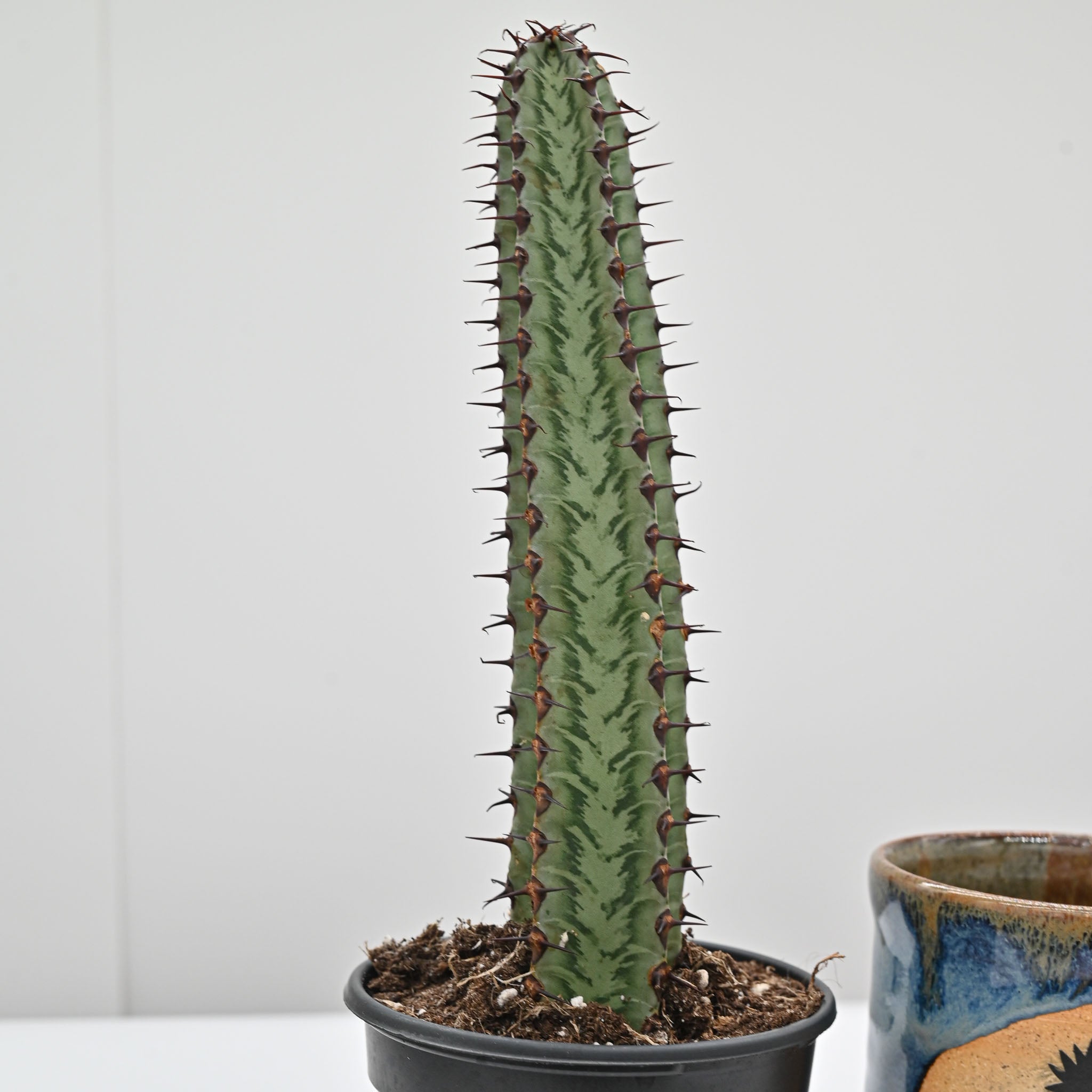 Euphorbia confinalis ssp. rhodesia variegata 'Zebra'