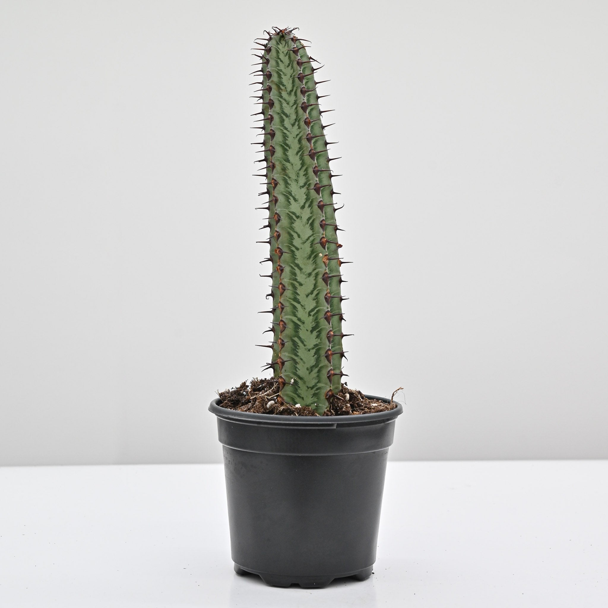 Euphorbia confinalis ssp. rhodesia variegata 'Zebra' – The Groovy