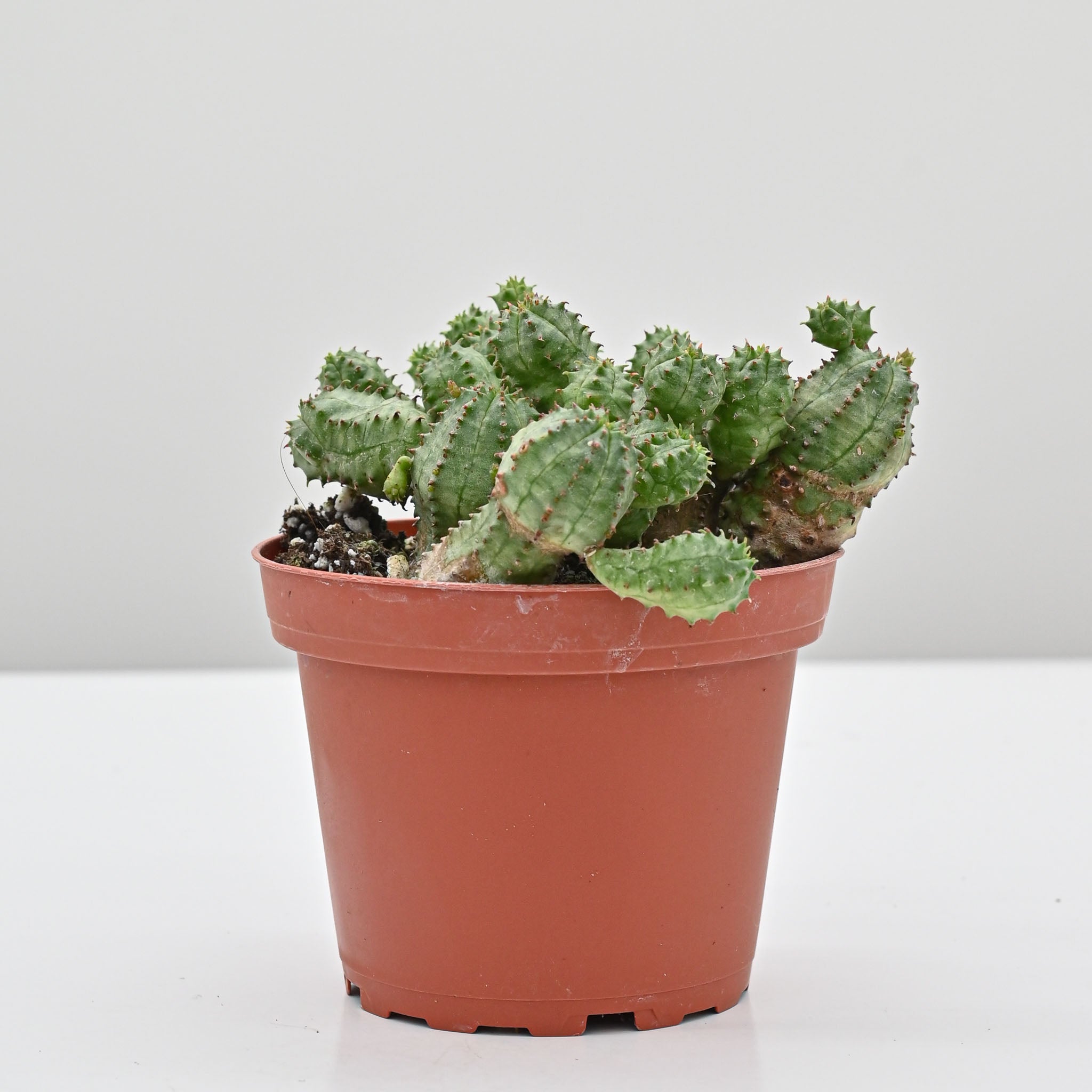 African Milk barrel or Kiko plant | Euphorbia monstrose