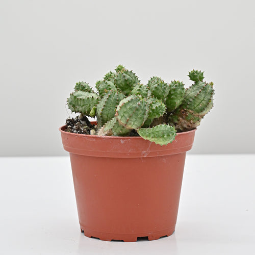 African Milk barrel or Kiko plant | Euphorbia monstrose