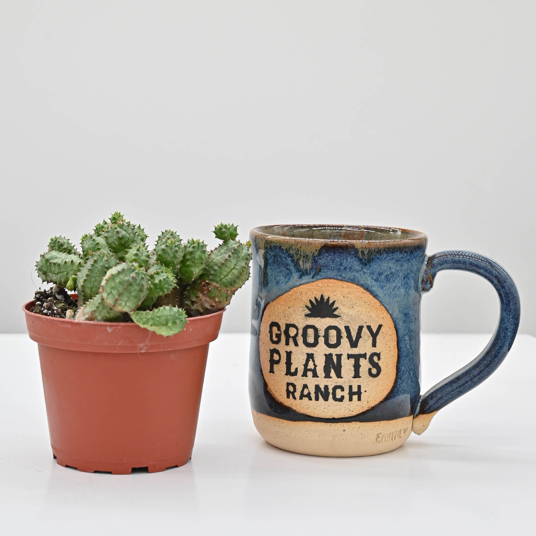 African Milk barrel or Kiko plant | Euphorbia monstrose