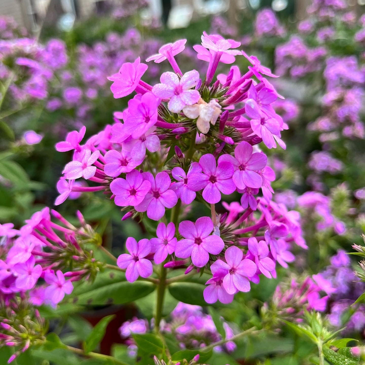 Titan Pollinator ~ Pre-Planned Native Garden of 7 Plants