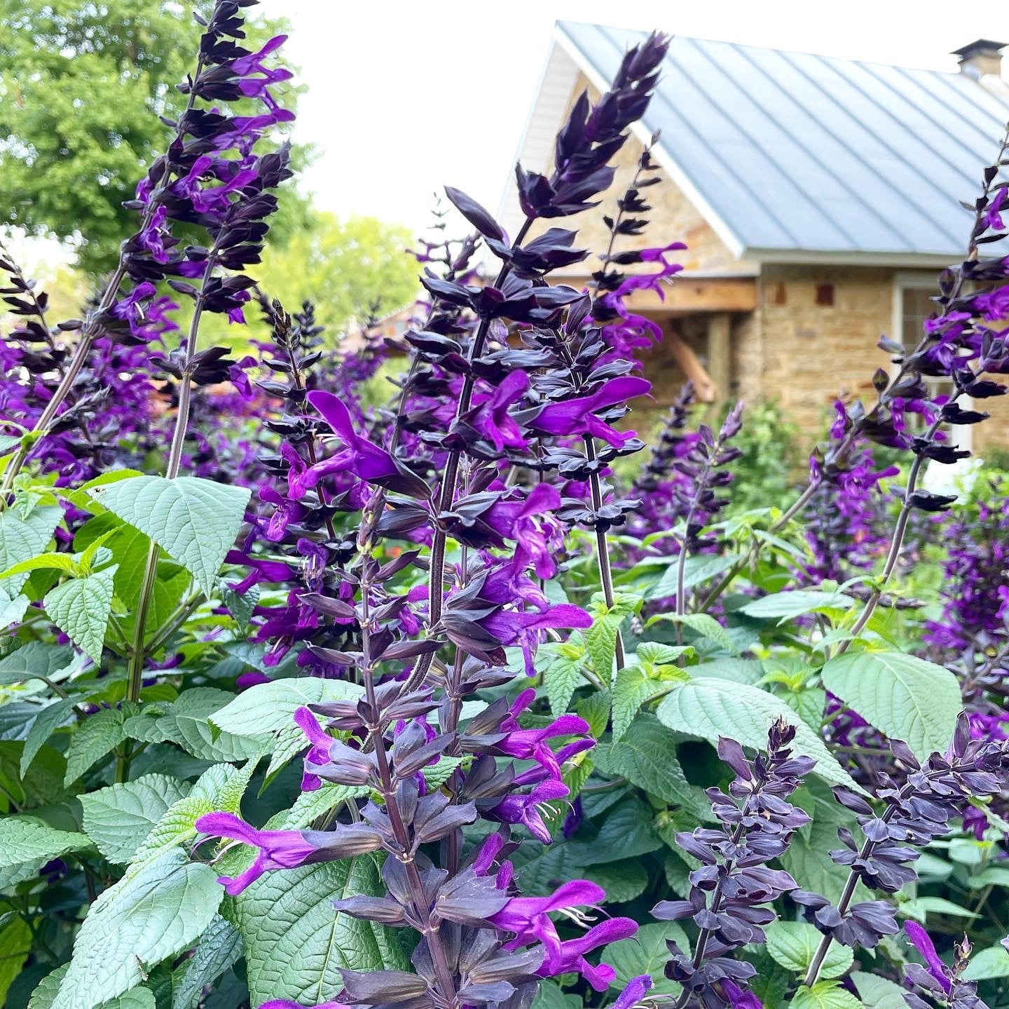Salvia 'Purple & Bloom'
