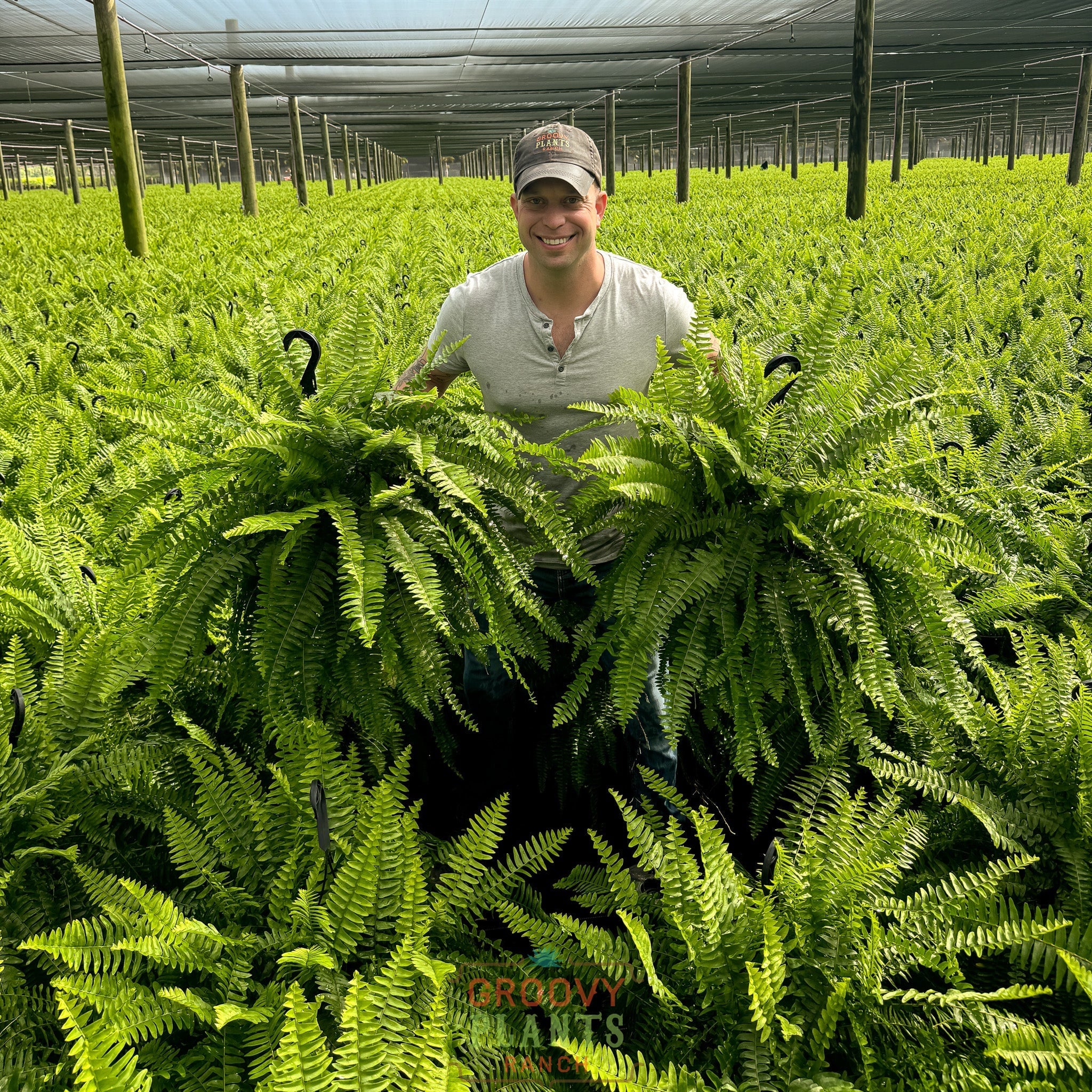 Boston Fern ~ Hefty Hanging Basket for Preorder