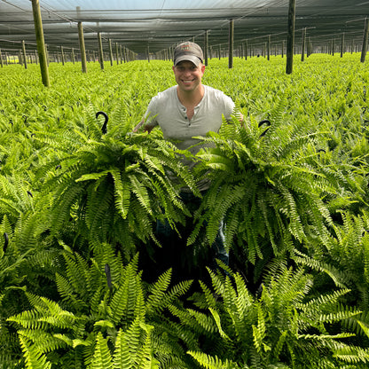Boston Fern ~ Frond-tastic Sea of 6 Hefty Hanging Baskets for Preorder