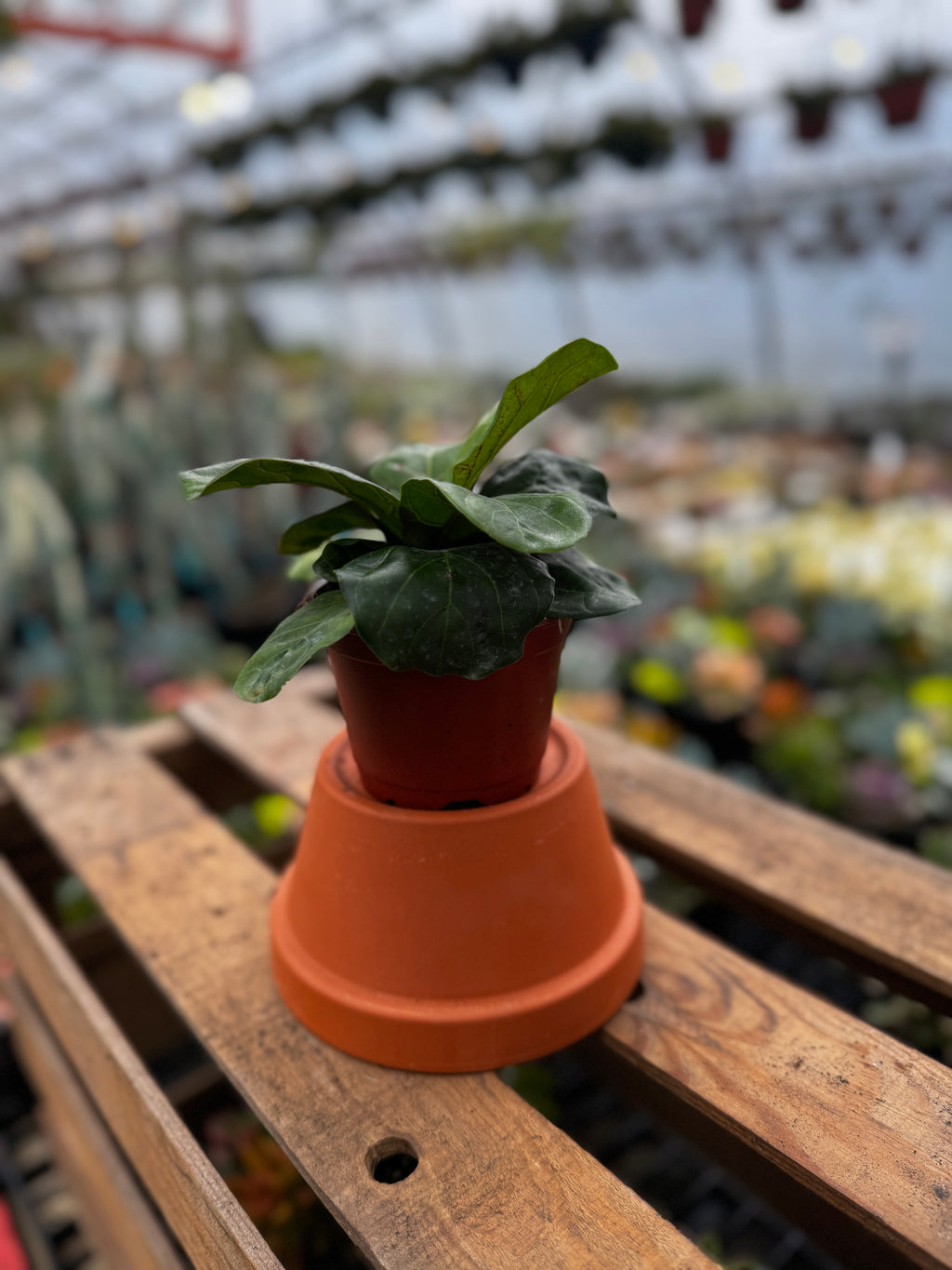 Fiddle Leaf Fig | Ficus Lyrata