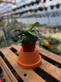 Fiddle Leaf Fig | Ficus Lyrata