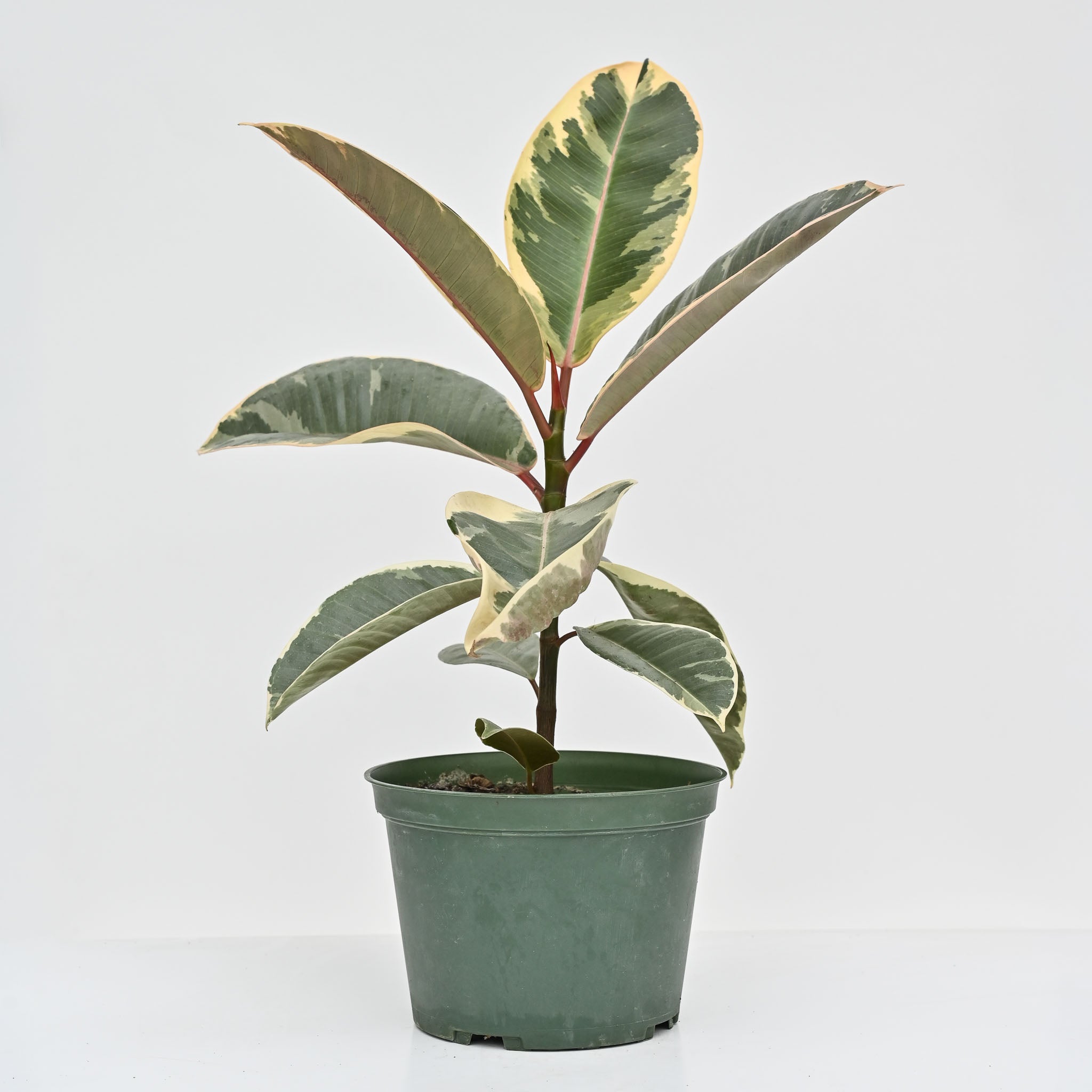 Rubber Tree | Ficus 'Tineke' – The Groovy Plants Ranch LLC