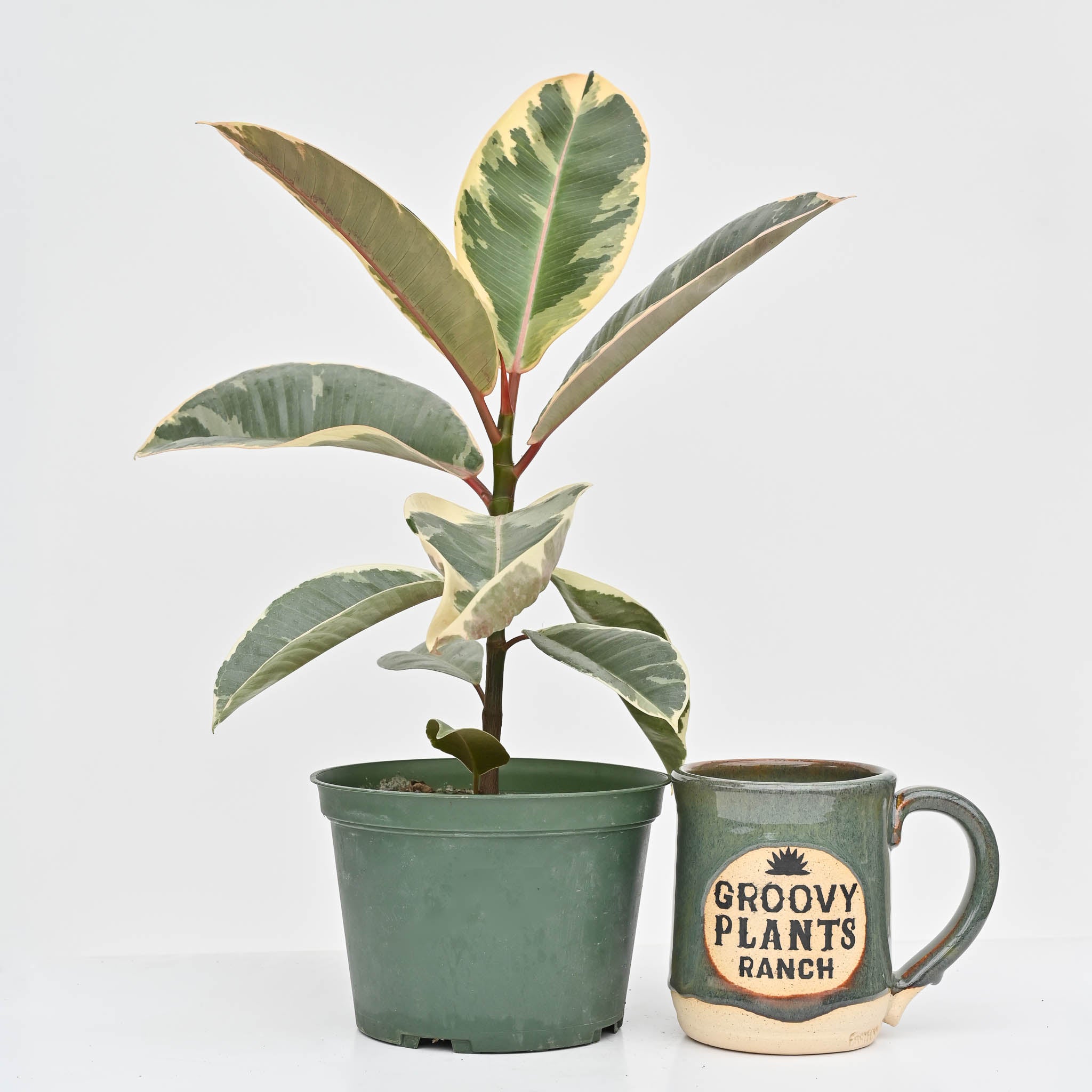 Rubber Tree | Ficus 'Tineke'