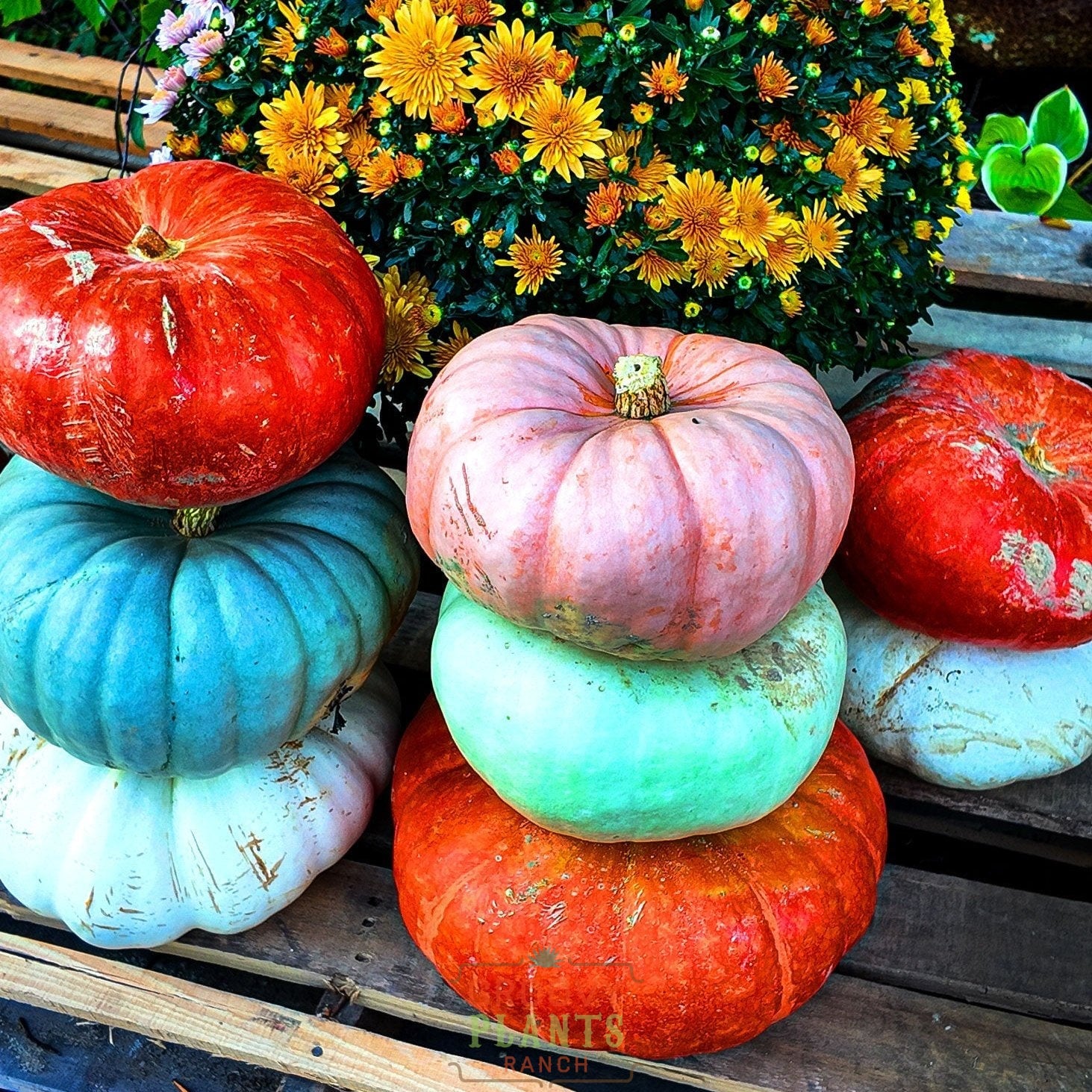 Field of Funky Pumpkins!