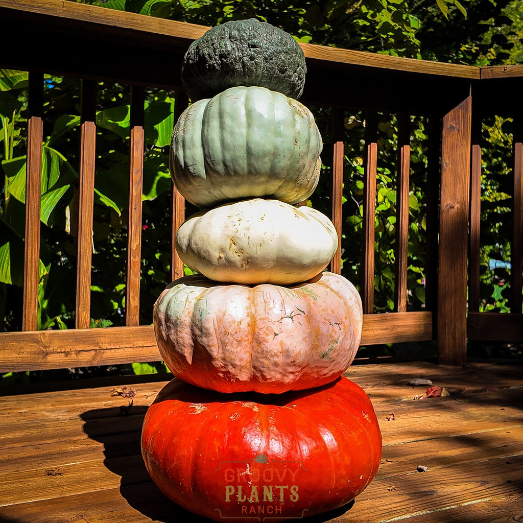 Funky Pumpkin - Stack of 5