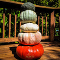 Funky Pumpkin - Stack of 5