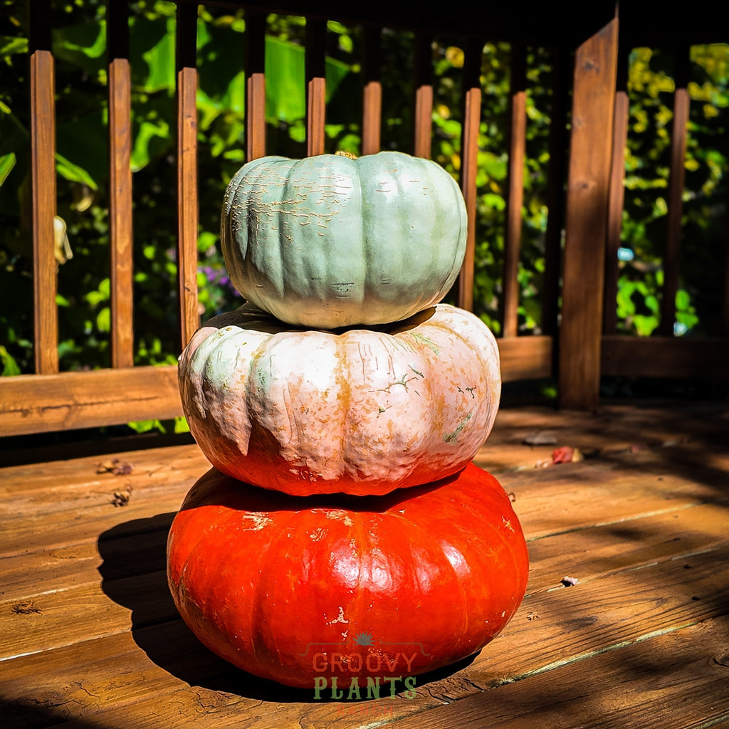 Funky Pumpkin - Stack of 3